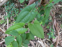 Dioscorea transversa