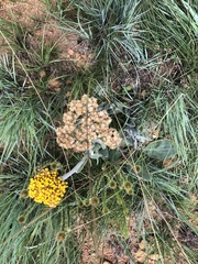 Helichrysum acutatum