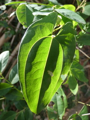 Dioscorea transversa