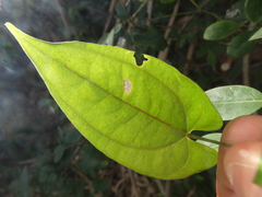 Dioscorea transversa