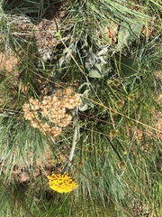 Helichrysum acutatum
