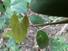 Dioscorea transversa