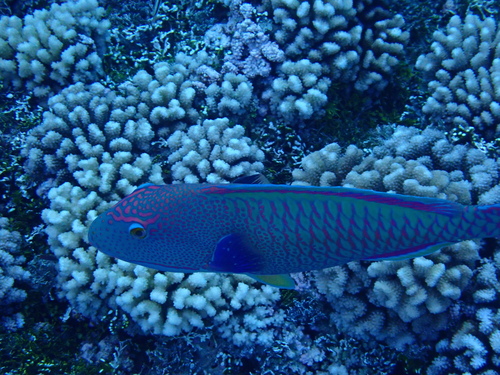 Bicolor Parrotfish