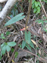 Dioscorea transversa