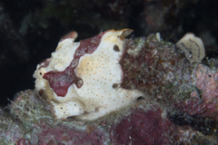 Antennarius maculatus