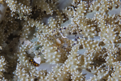 Ancylocaris brevicarpalis