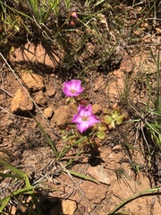 Drosera dielsiana