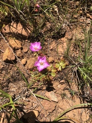 Drosera dielsiana