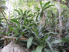 Dracaena aletriformis