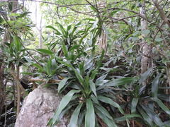 Dracaena aletriformis