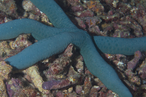 Blue Linckia, photo 6 of 7