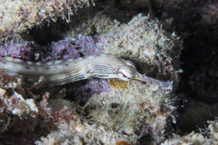 Corythoichthys haematopterus