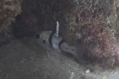 Pristicon trimaculatus