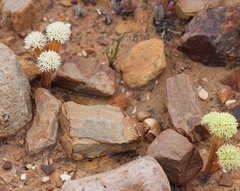 Crassula pyramidalis