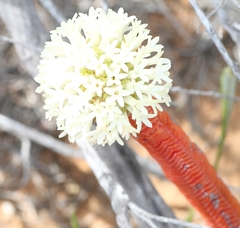 Crassula pyramidalis