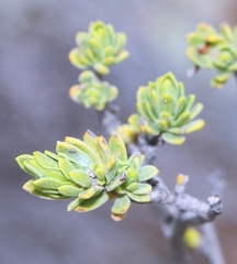 Lasiosiphon deserticola
