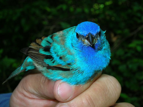 Passerina cyanea