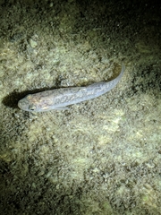 Fundulus confluentus