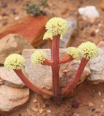 Crassula pyramidalis