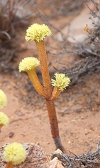 Crassula pyramidalis
