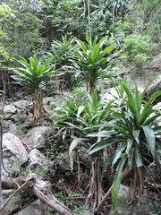 Dracaena aletriformis