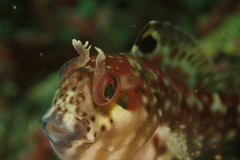 Hypsoblennius sordidus