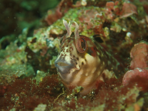 Peruvian blenny (Hypsoblennius sordidus) — Blenniidae — 5