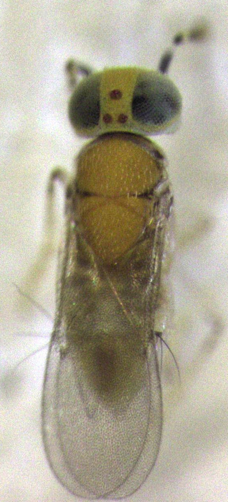Metaphycus claviger