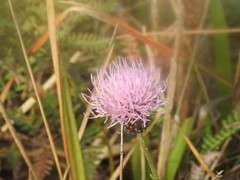 Cirsium hupehense
