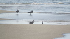 Leucophaeus modestus