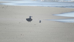 Leucophaeus modestus