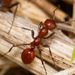 Shining Amazon Ant - Photo (c) PharaohAnt, some rights reserved (CC BY-NC), uploaded by PharaohAnt