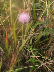 Cirsium hupehense