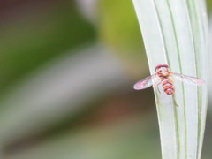 Episyrphus viridaureus