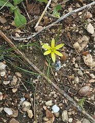 Gagea chlorantha