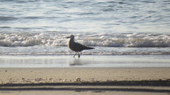 Leucophaeus modestus