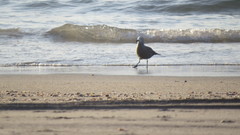 Leucophaeus modestus