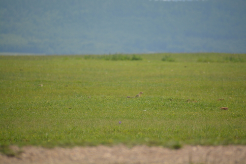 Long-tailed Ground Squirrel