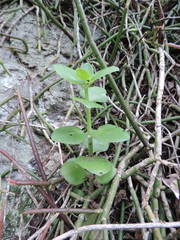 Crassula sarmentosa