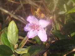 Rhododendron farrerae