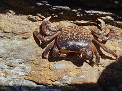 Cyclograpsus granulosus