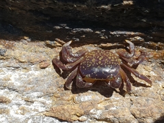 Cyclograpsus granulosus