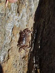 Cyclograpsus granulosus