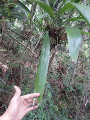 Cordyline petiolaris