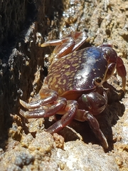 Cyclograpsus granulosus