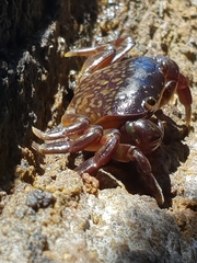 Cyclograpsus granulosus
