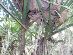 Cordyline petiolaris