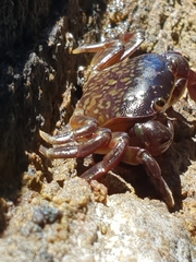 Cyclograpsus granulosus