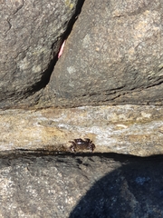 Cyclograpsus granulosus