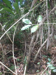 Cordyline petiolaris